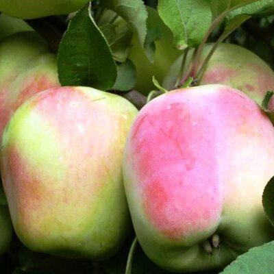 Новинка! Яблуня Голден Парсі да Роса (сорт більш стійкий до захворювань), фото 1