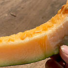 Диня Канталупа (середньостигла) 10 шт, фото 5