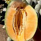 Диня Канталупа (середньостигла) 10 шт, фото 6