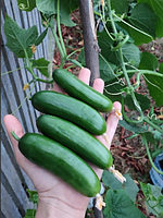 Насіння огірка Фонтіна F1 (NongWoo Bio), поштучно — ранній (30-35 днів), партенокарпік, кімнатний