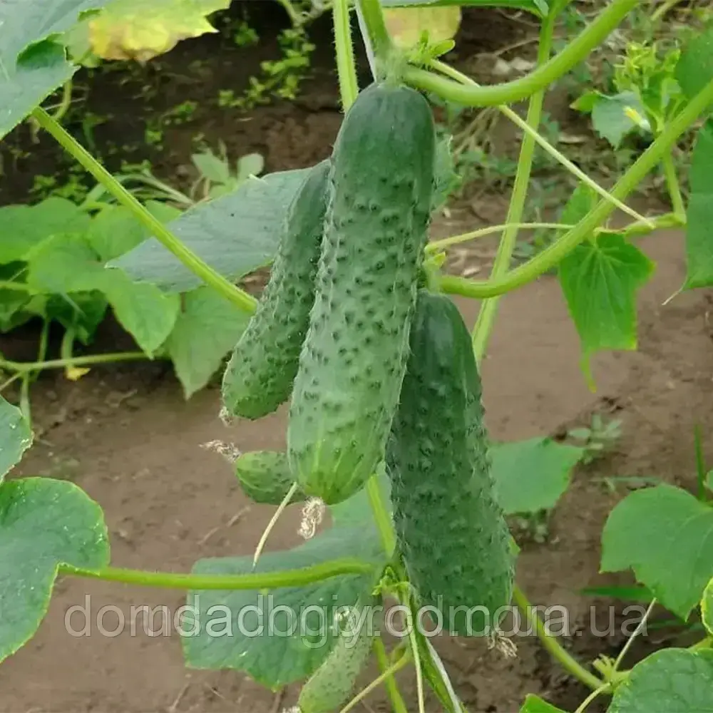 Огірок Хелен F1 самозапильний 5 шт, Sakata (поштучно), фото 1