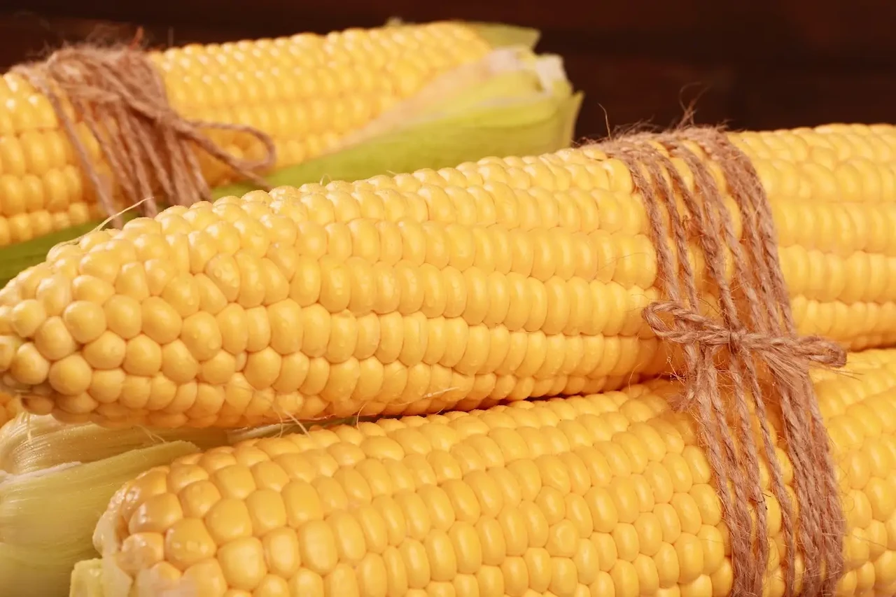 Кукурудза Фіона F1 100 г, фото 1