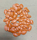 Кабачок Кавілі F1 Nunhems/Нідерланди 5 шт, фото 5