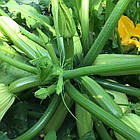 Кабачок Саміра F1 (24017) 10 шт (zip-paket), фото 2