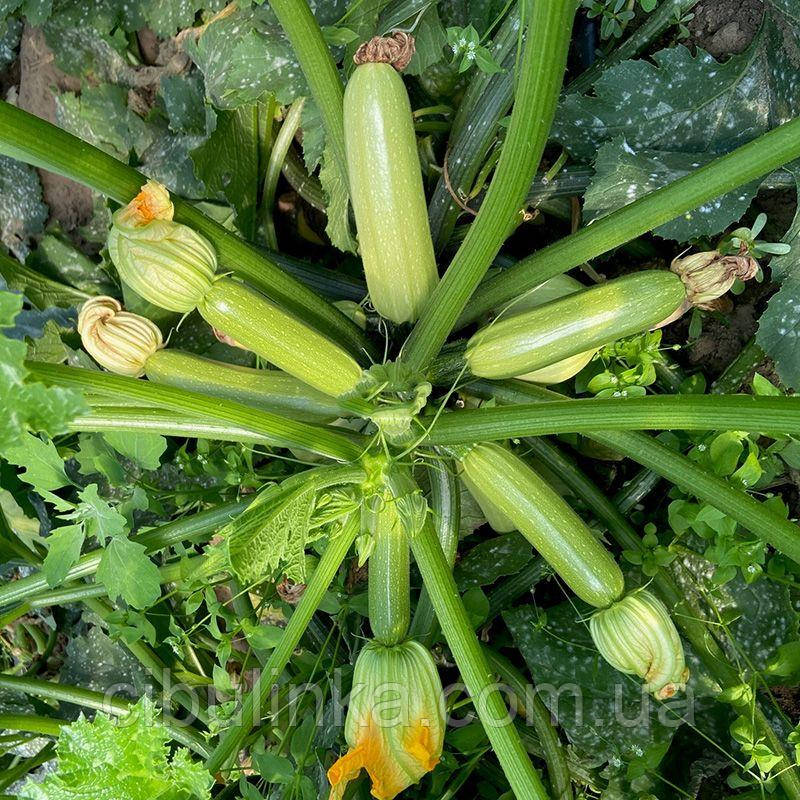 Кабачок Саміра F1 (24017) 10 шт (zip-paket), фото 1