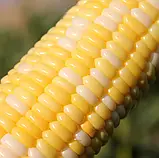 Кукурудза Самміт F1, 50 г, фото 2