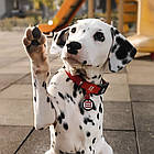 Вологостійкий нашийник для собак з QR-паспортом пряжкою-фастекс, WAUDOG Waterproof, S / Розумна амуніція для собак, фото 3