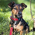 Вологостійкий нашийник для собак з QR-паспортом пряжкою-фастекс, WAUDOG Waterproof, S / Розумна амуніція для собак, фото 5