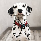 Вологостійкий нашийник для собак з QR-паспортом пряжкою-фастекс, WAUDOG Waterproof, S / Розумна амуніція для собак, фото 7