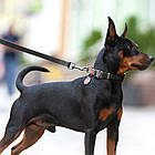 Розумний нашийник для собак з QR-паспортом пряжкою-фастекс WAUDOG Waterproof, S /Влагостійка амуніція для собак, фото 3