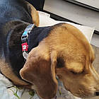 Розумний нашийник для собак з QR-паспортом пряжкою-фастекс WAUDOG Waterproof, S /Влагостійка амуніція для собак, фото 6