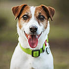 Нашийник для собак (вологостійкий) c QR-паспортом та пряжкою-фастекс, WAUDOG Waterproof, S / Амуніція для собак, фото 2