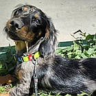 Нашийник для собак (вологостійкий) c QR-паспортом та пряжкою-фастекс, WAUDOG Waterproof, S / Амуніція для собак, фото 6