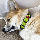 Нашийник для собак (вологостійкий) c QR-паспортом та пряжкою-фастекс, WAUDOG Waterproof, S / Амуніція для собак, фото 8