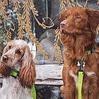 Нашийник для собак (вологостійкий) c QR-паспортом та пряжкою-фастекс, WAUDOG Waterproof, S / Амуніція для собак, фото 10