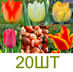 Цибулини тюльпанів "КОЛЬОРОВИЙ МІКС" упаковка 20шт різні тюльпани дрібна цибулина