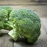 Капуста броколі Батавія F1, 20 шт, фото 2
