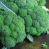Капуста броколі Вавілон F1, 20 шт, фото 2
