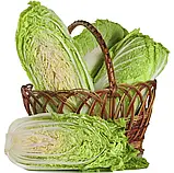 Капуста пекінська Анако F1 середньо-пізня, 20 шт, фото 2