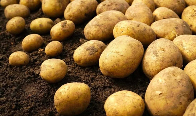 картопля, насіннєва картопля, урожай картоплі, репродукція картоплі, підготовка картоплі до посадки, посадка картоплі