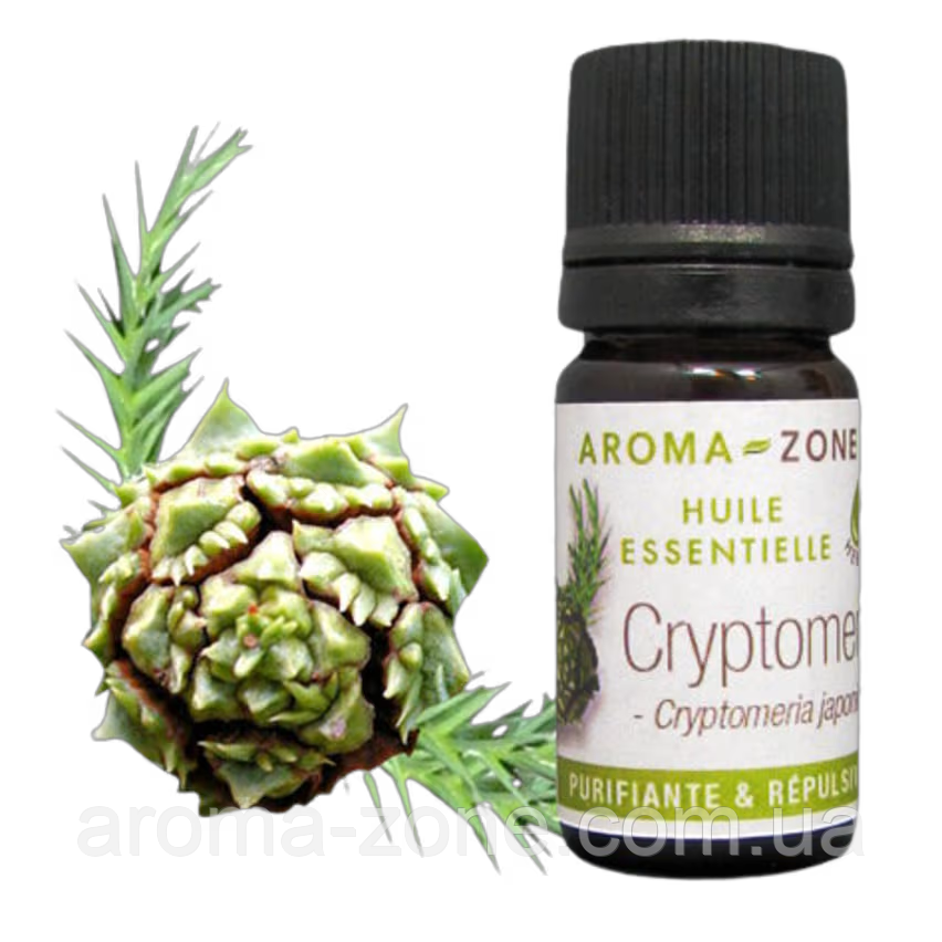 Криптомерія (Cryptomeria japonica) Об'єм: 5 мл