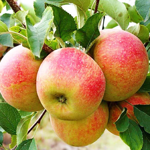 Яблуня "Соломія" (плоди зберігаються не втрачаючи смакових якостей до травня), фото 1