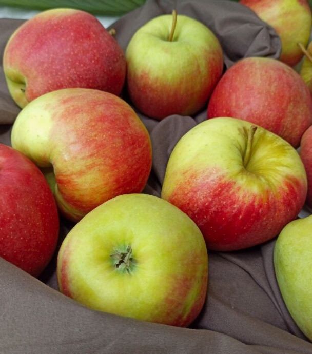 Яблуня "Роял Ред Делішес" (це зимовий сорт яблуні, виведений у США), фото 1