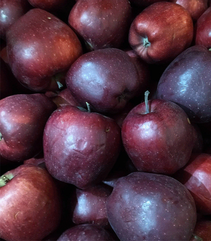 Новинка! Яблоня «Голубка» (один из новейших зимних сортов), фото 1