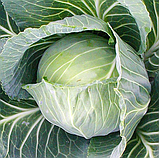 Насіння капусти Трансам F1 20 шт., фото 2