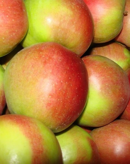 Колоноподібна яблуня "Легенда" (смак дуже солодкий, медовий), фото 1