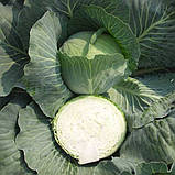 Насіння капусти Трансам F1 20 шт., фото 3