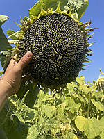 Кондитерський соняшник Смарагд. 110 днів. Вовчок 5-ть рас (А-Е). Тара 10кг. ТМ "Арт-Агро", фото 2