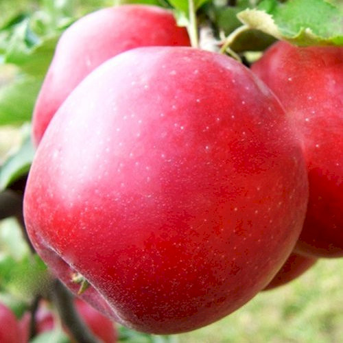 Яблуня Джонатан (сорт з пірамідальною кроною), фото 1