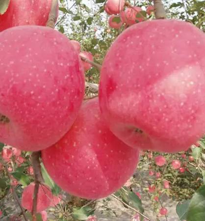 Яблуня "Катерина" (сорт практично не схильний до захворювань), фото 1