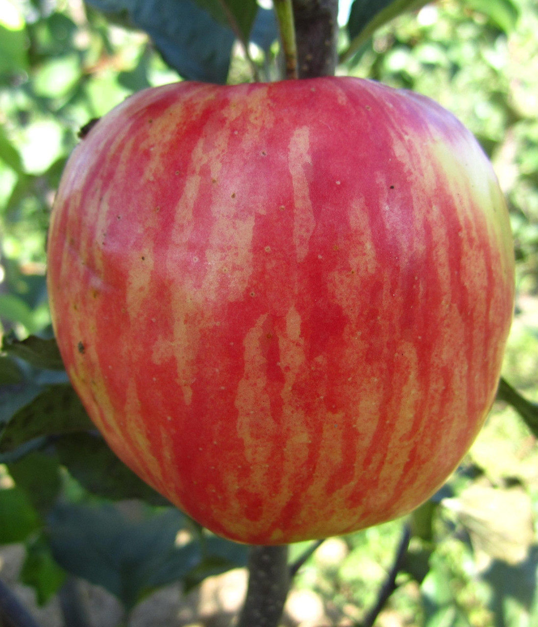 Новинка! Яблуня "Целеста" (збирання врожаю в 2-3 прийоми), фото 1