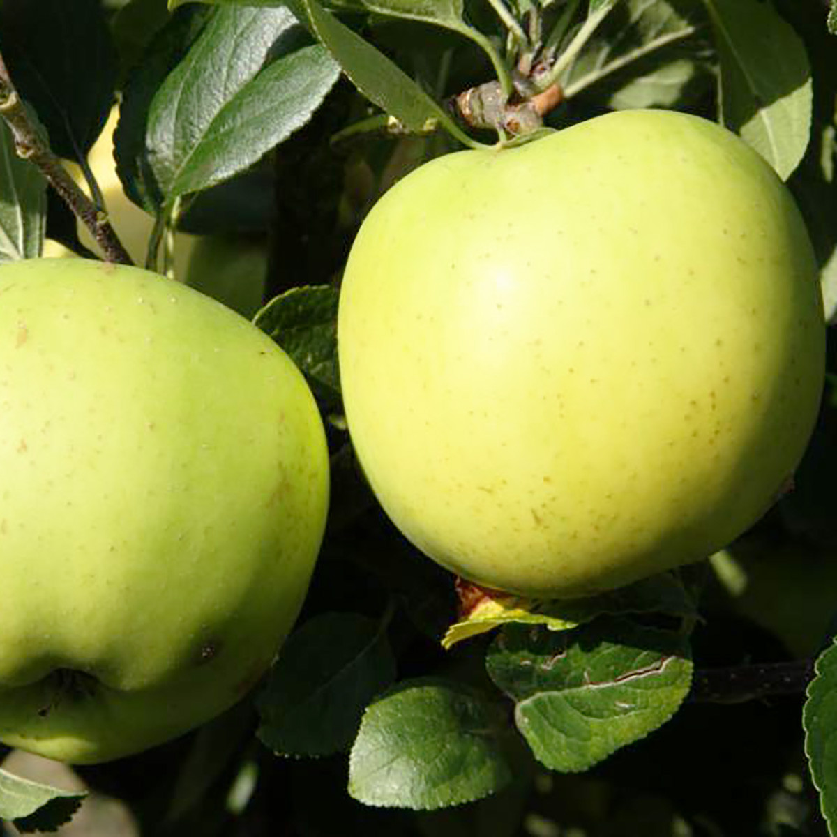 Новинка! Яблуня "Грін Схем" (м'якоть зеленувато-біла, хрумка, соковита), фото 1