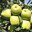 Новинка! Яблуня "Грін Схем" (м'якоть зеленувато-біла, хрумка, соковита), фото 3