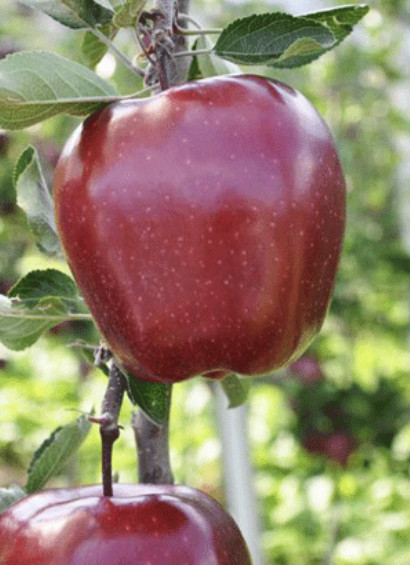 Новинка! Яблуня "Ерлі Ред Ван" (зимовий сорт американської селекції), фото 1