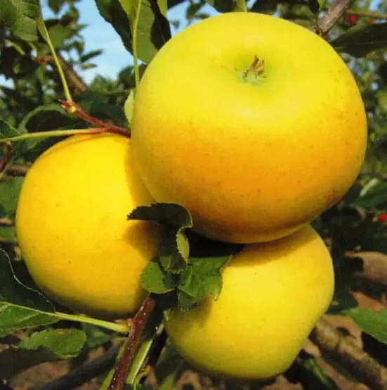 Новинка! Яблуня "Луна Голд" (промисловий з високою врожайністю сорт), фото 1