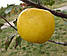 Новинка! Яблуня "Луна Голд" (промисловий з високою врожайністю сорт), фото 3