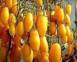 Насіння томату Бананові ноги "Banana Legs" 15 шт