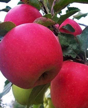 Яблуня "Гала Маст" (смак солодкий, медовий), фото 1