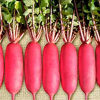 Редька Шай F1 NWB, 10 000 шт