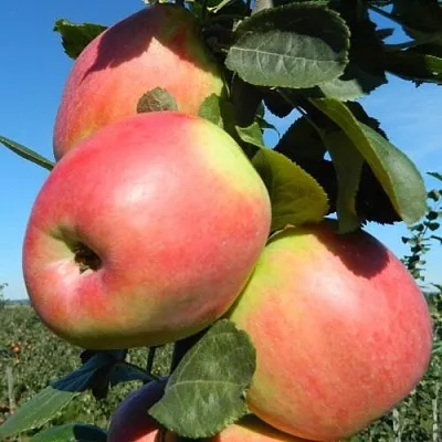 Яблуня "Пірос" (літній сорт, плодоносить щорічно, рясно), фото 1