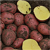 Насіннєва картопля Балтік Роуз, 2 репродукція, фото 9
