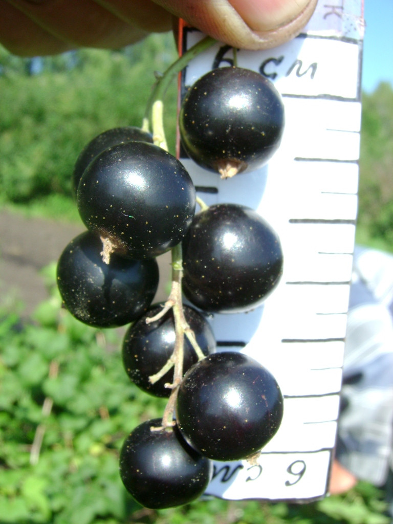 Новинка! Смородина чорна "Казкова" (відрізняються великим розміром плода), фото 1