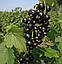 Новинка! Смородина чорна "Люція" (сорт невибагливий у догляді), фото 2