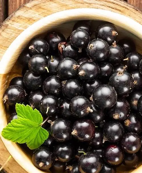 Новинка! Смородина чорна "Люція" (сорт невибагливий у догляді), фото 1