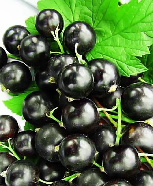 Смородина "Оріана" 2х річна (стиглі ягоди не осипаються), фото 1