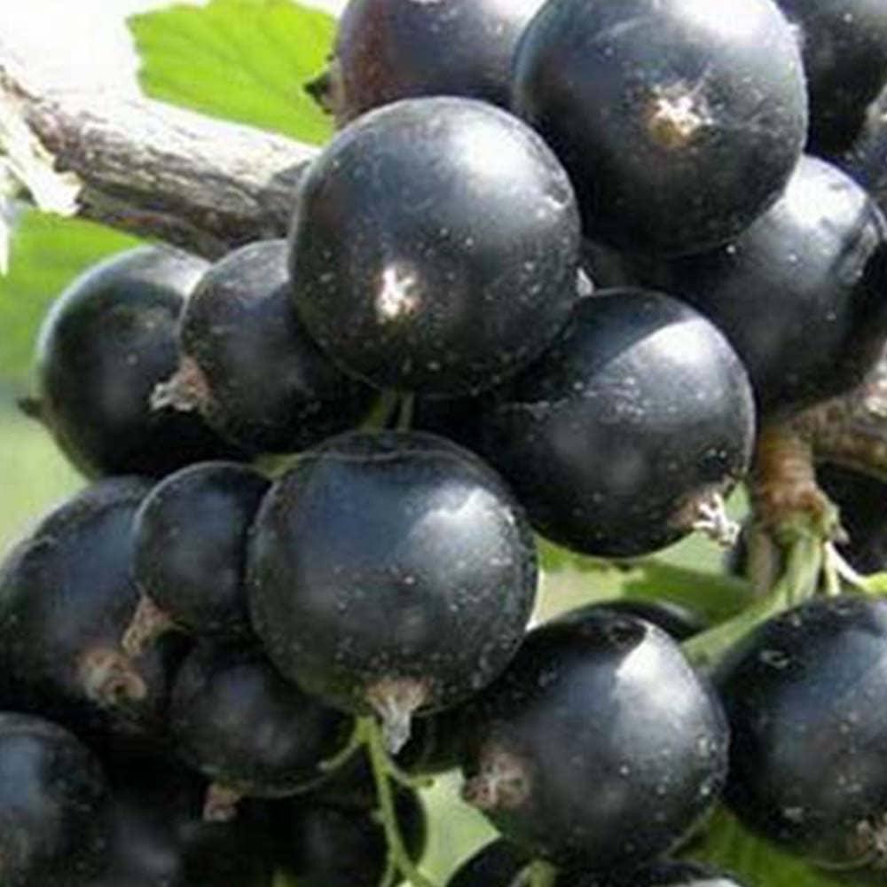 Смородина "Бен Алдер" 2х річна (висока стійкість до морозів), фото 1